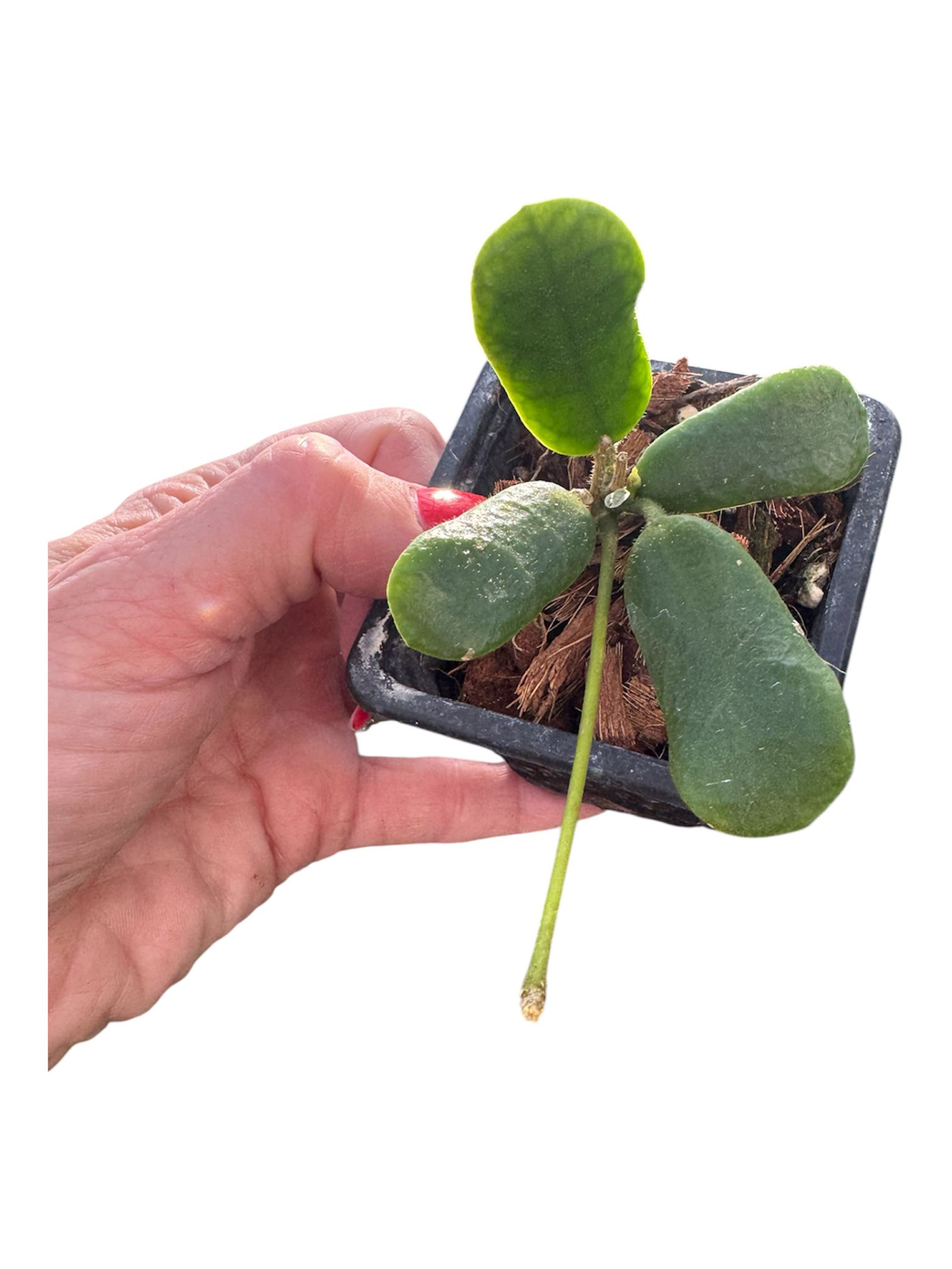 Hoya Rotundiflora 