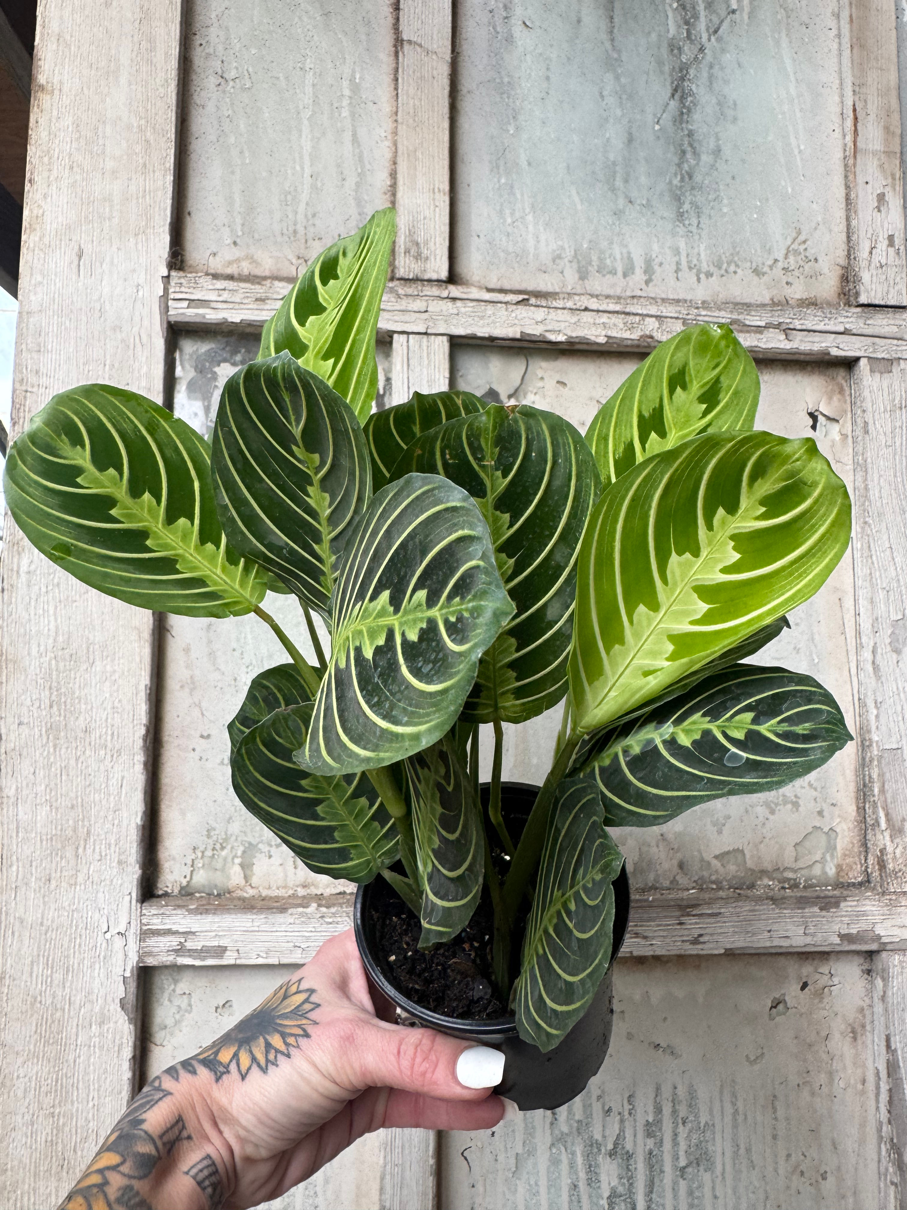 4” Maranta ‘Lemon Lime’