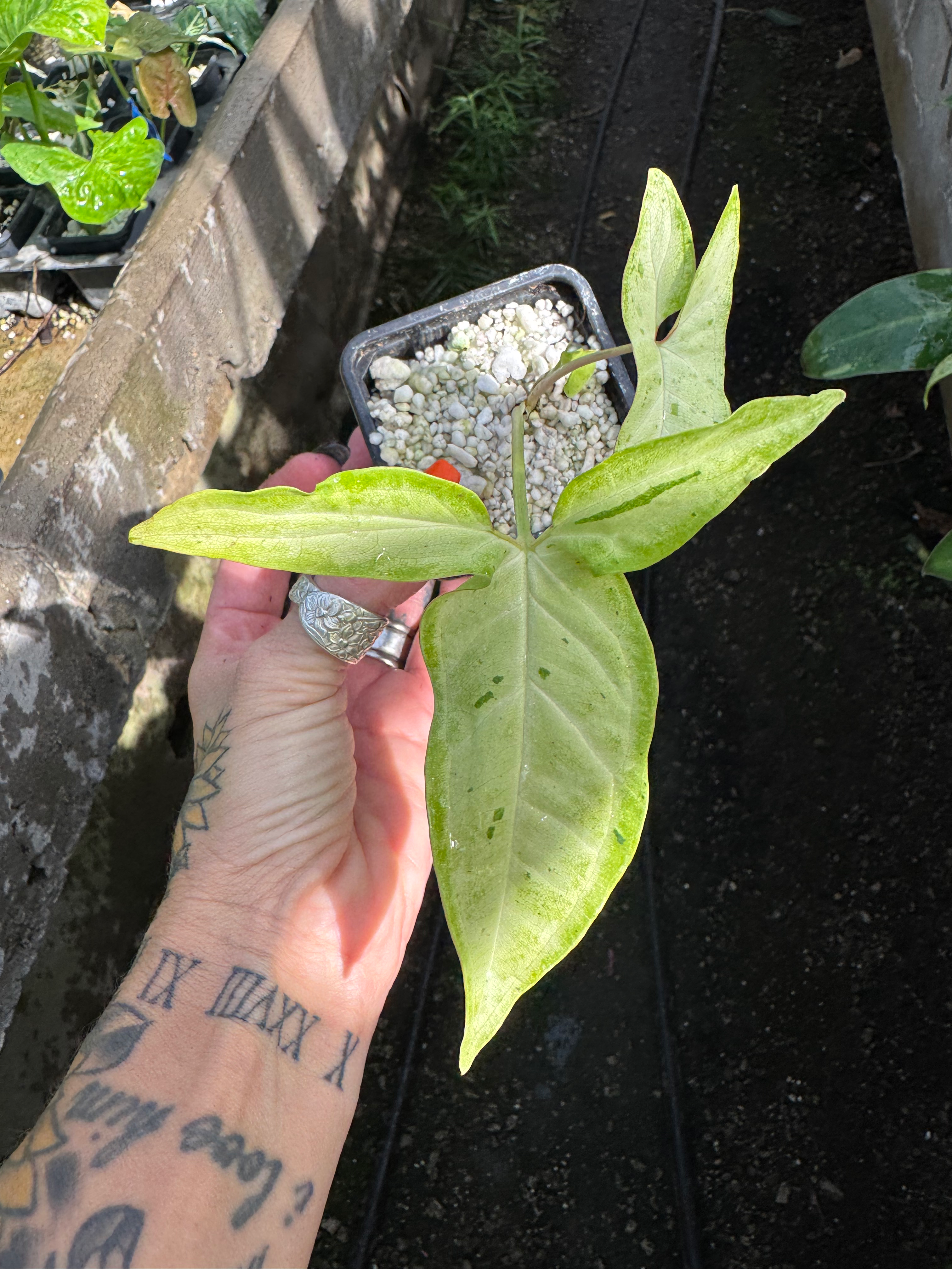 Syngonium ‘Dazzling Rain’