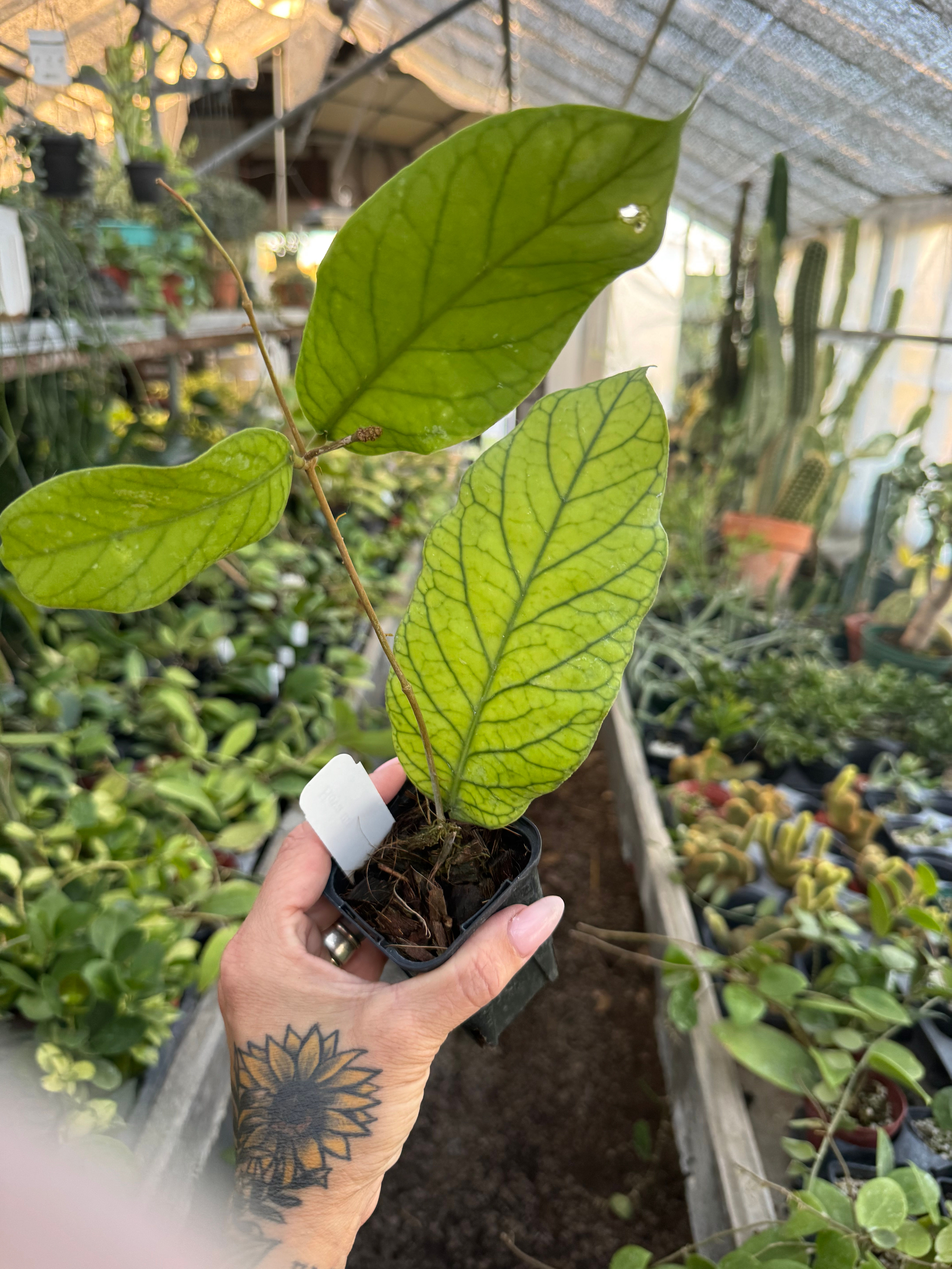 Hoya Meredithii 