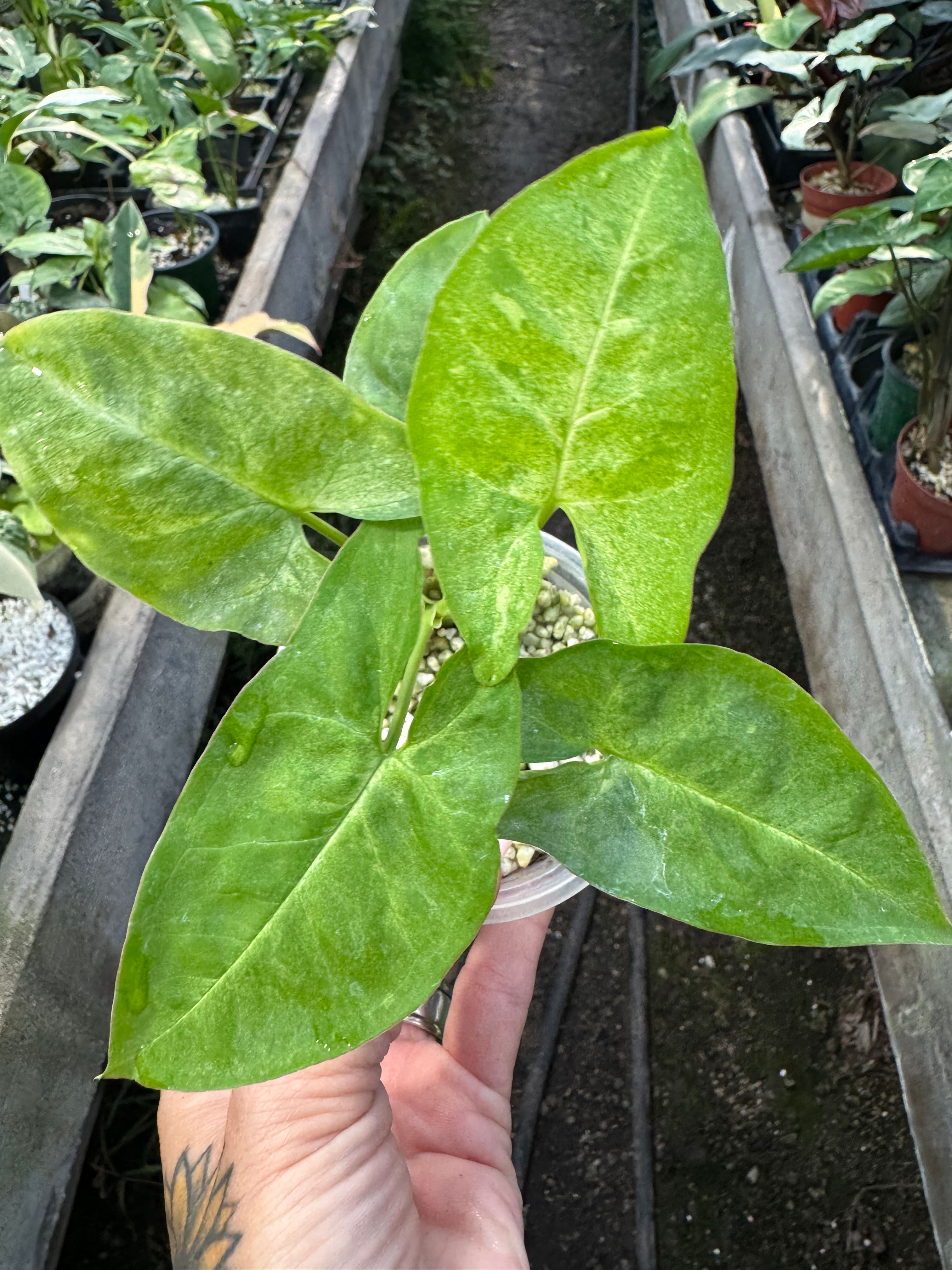 Syngonium ‘Lime Drizzle’