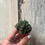 Thumbnail: 3” Assorted Haworthia 