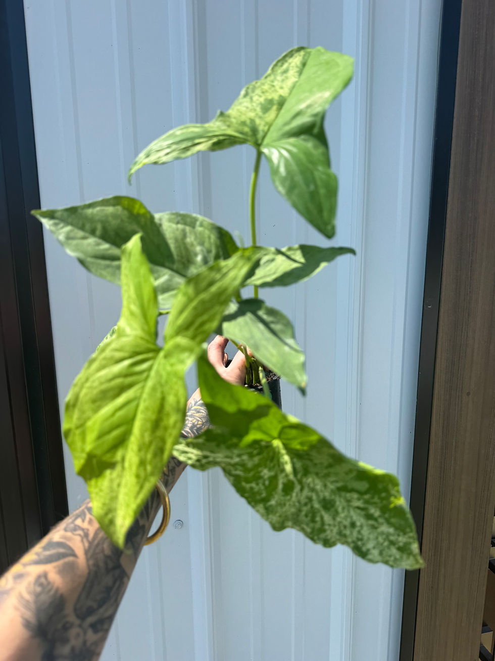 Thumbnail: 4” Syngonium Mojito 