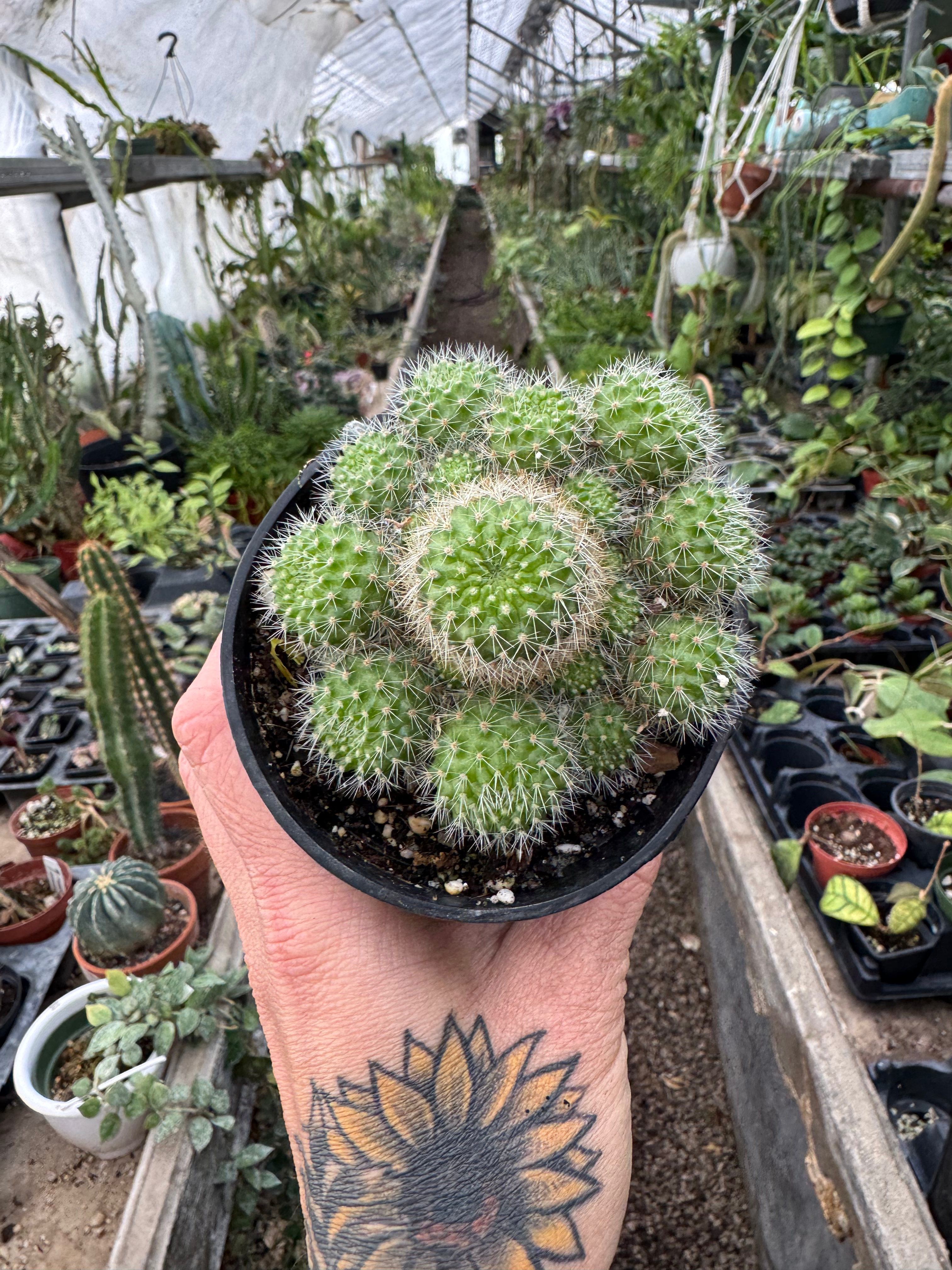 Mammillaria Carmenae ‘globe cactus’