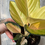 Thumbnail: Aglaonema Golden Love