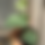 Thumbnail: Scindapsus Silver Sierra 