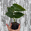Thumbnail: Philodendron Verrucosum 