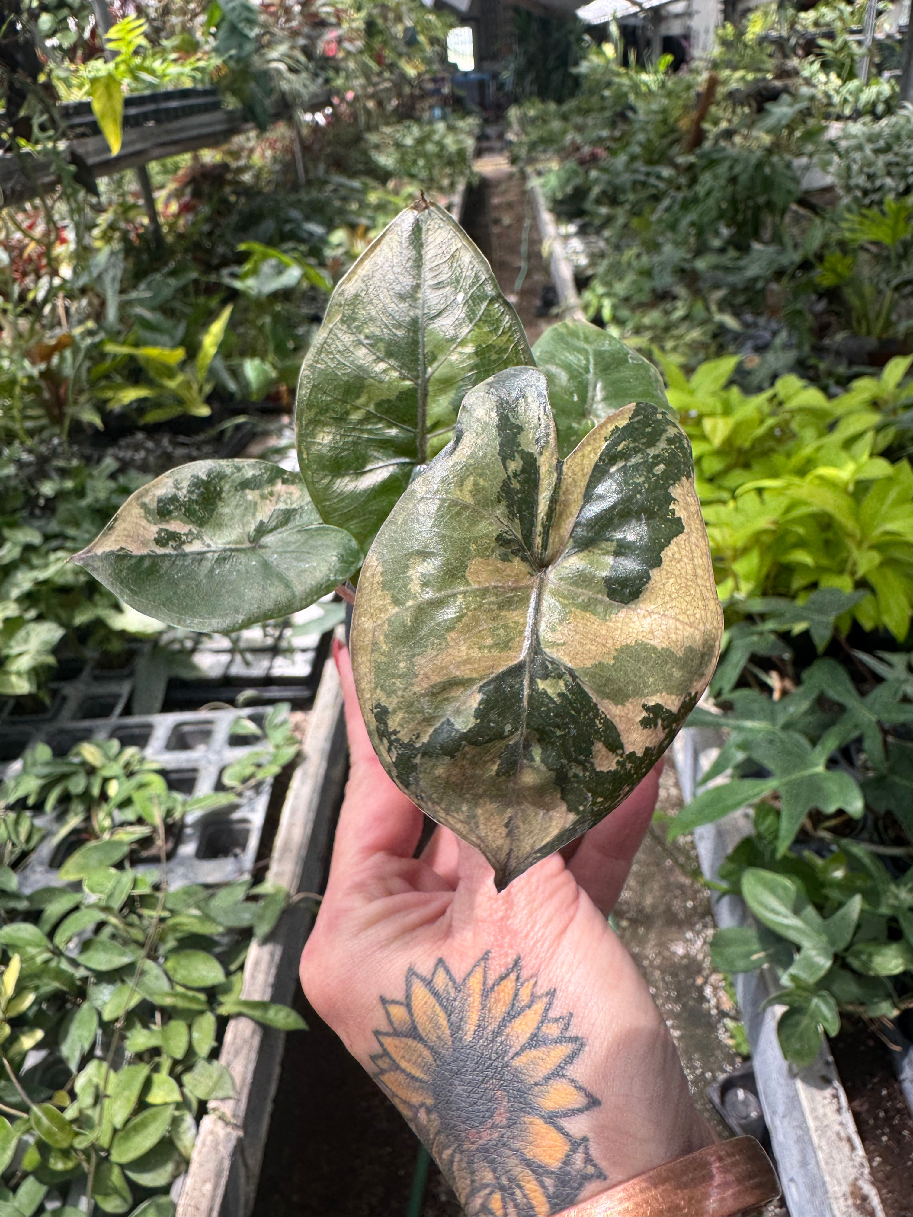 Alocasia Yucatan Princess Variegated 