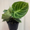 Thumbnail: 6” Anthurium Doryaki 