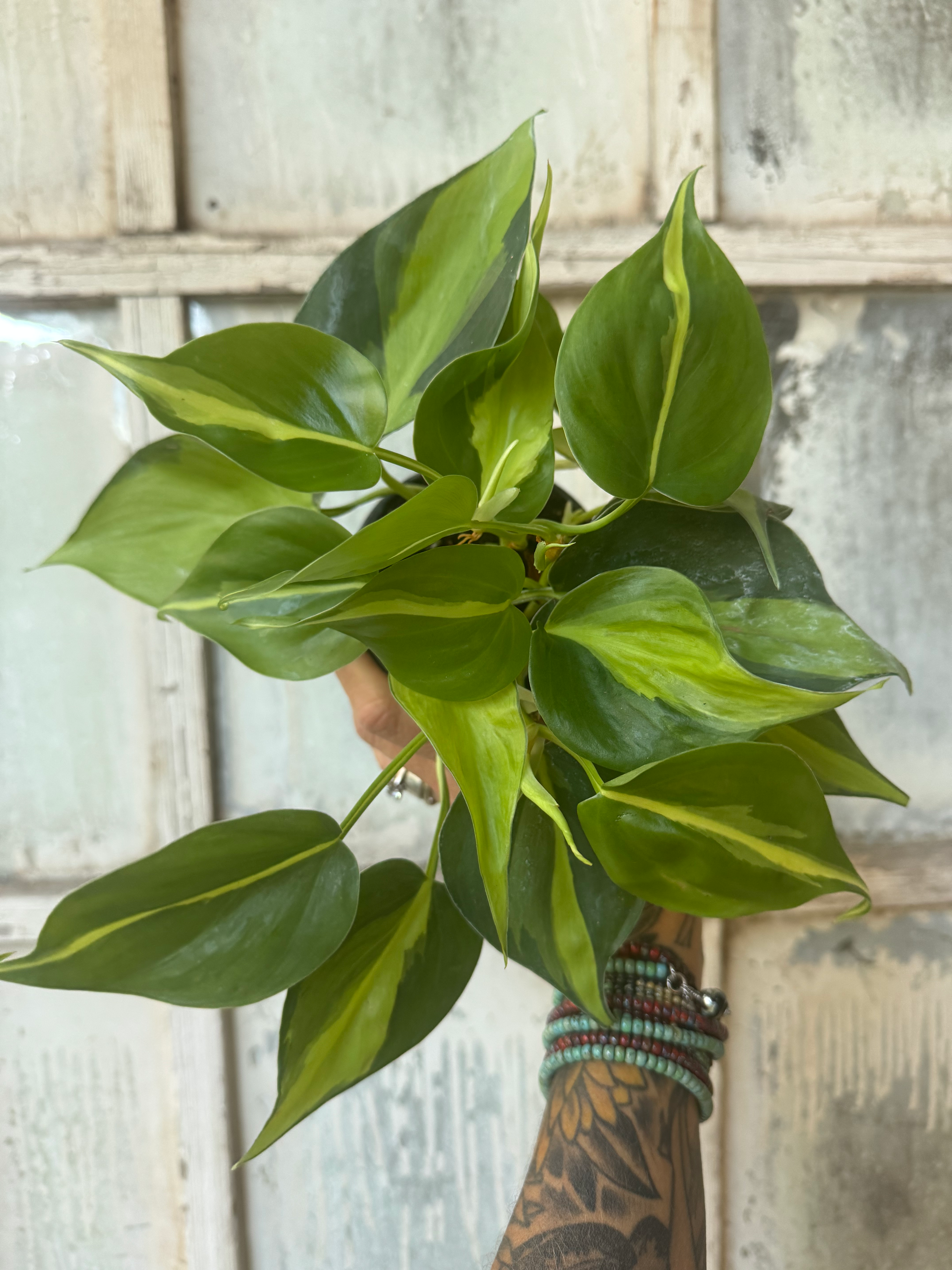 4” Philodendron Hederaceum Brasil