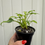 Thumbnail: Thaumtophyllum Xanadu variegated 