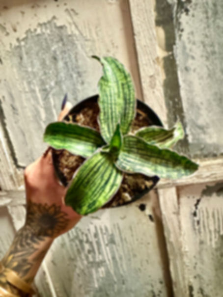 Sansevieria Kirkii Cleopatra 