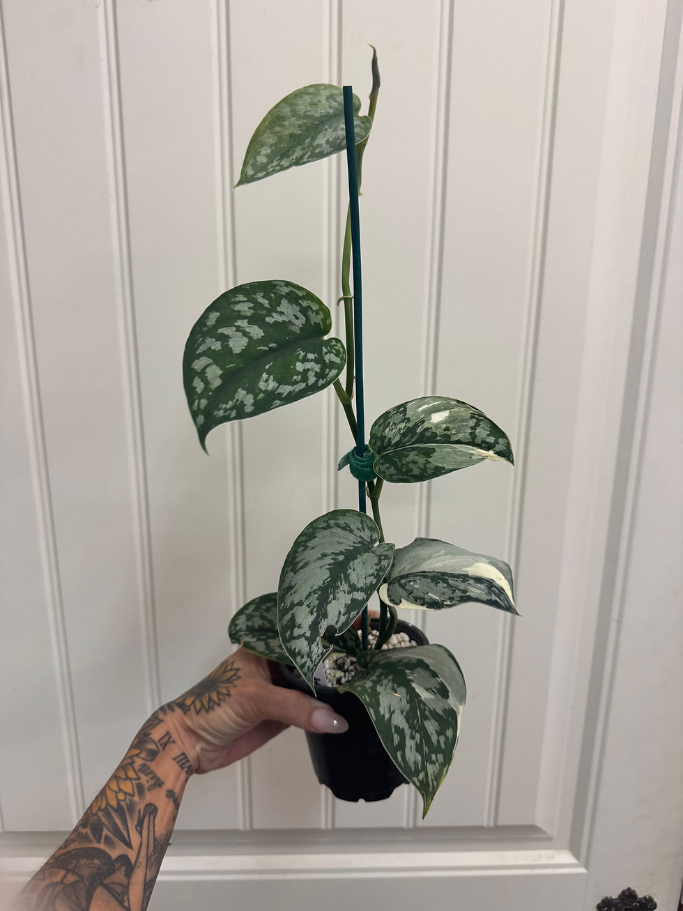 Thumbnail: Scindapsus ‘Mariposa’