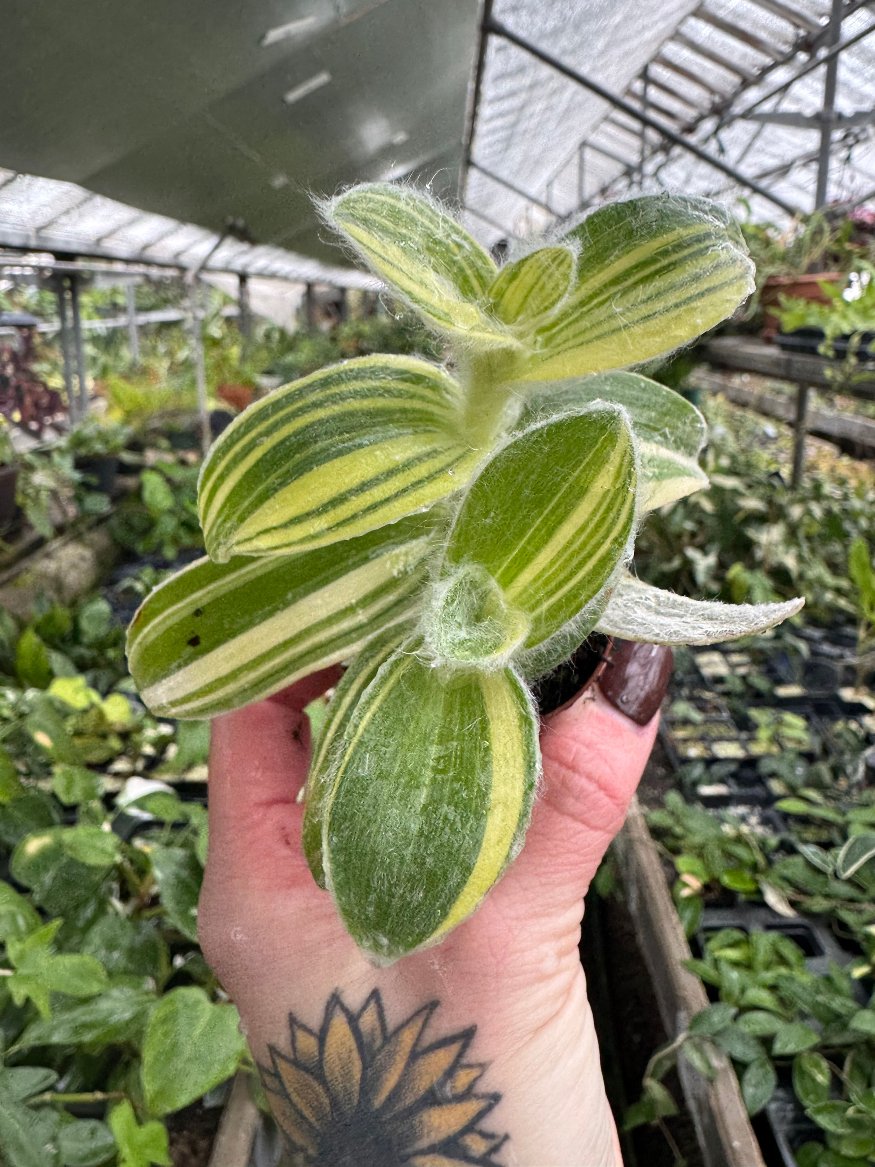 2” Tradescantia Sillamontana Variegated 