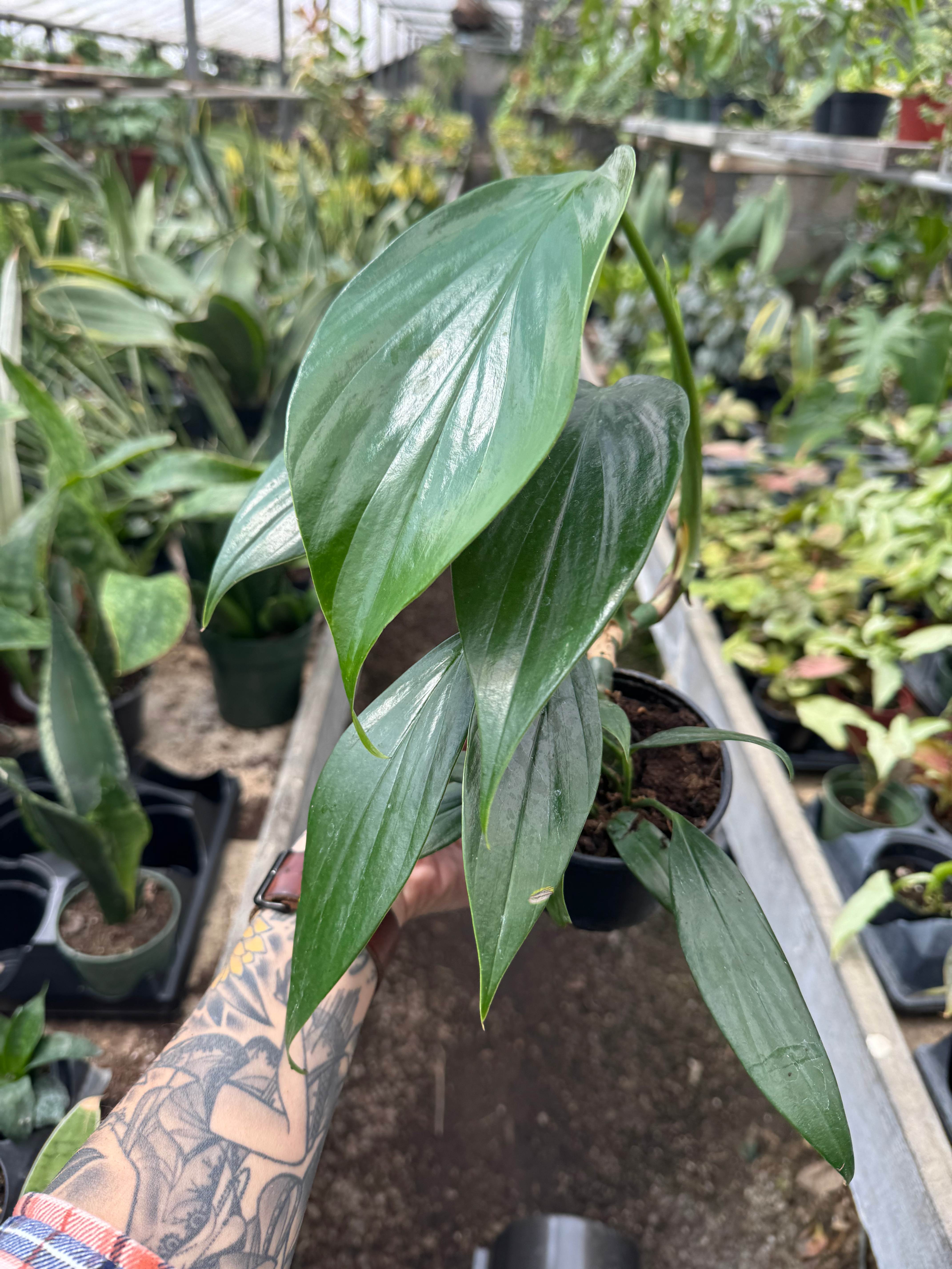 4” rhaphidophora decursiva ‘dragon tail’