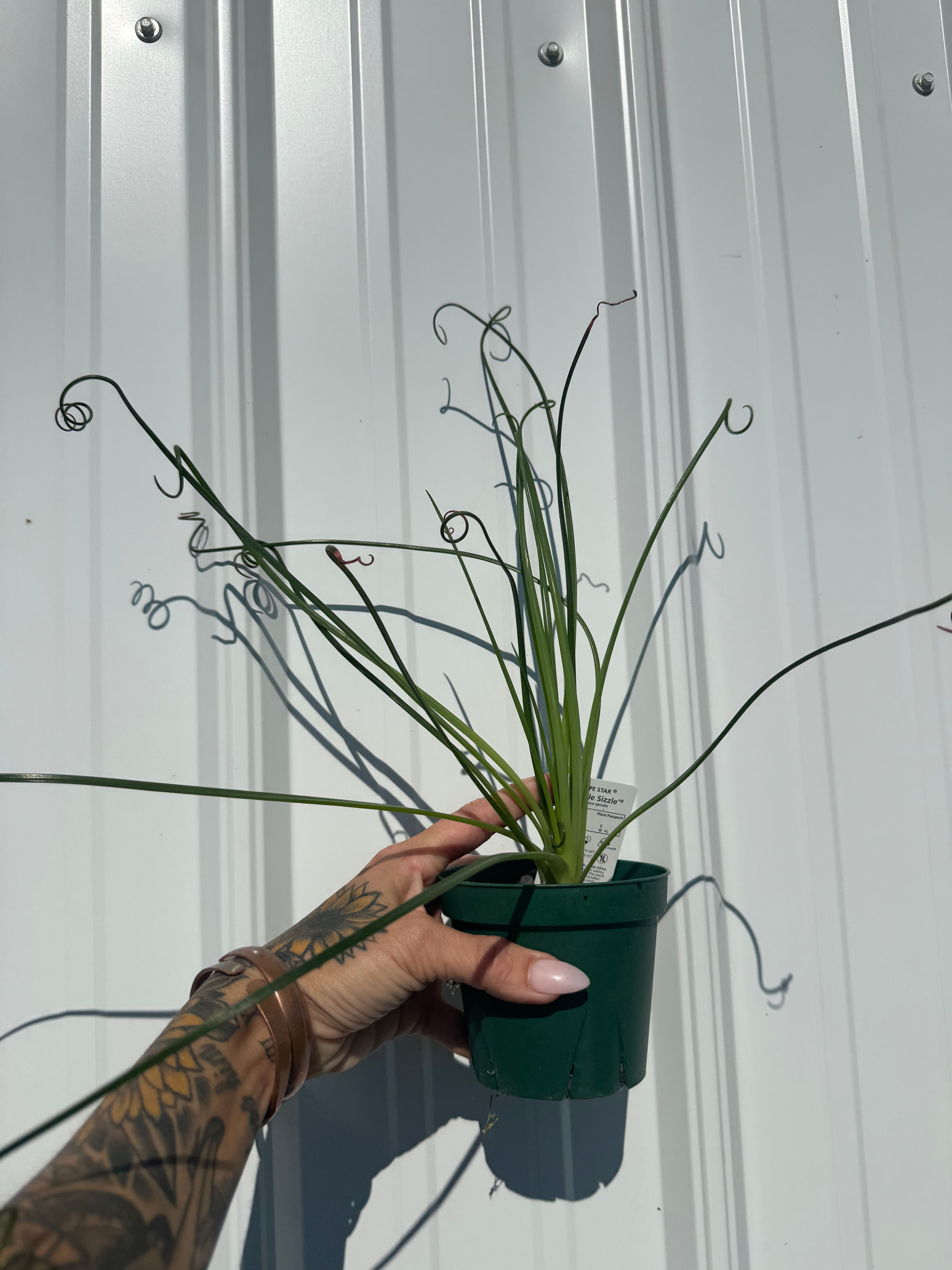 4” Frizzle Sizzle