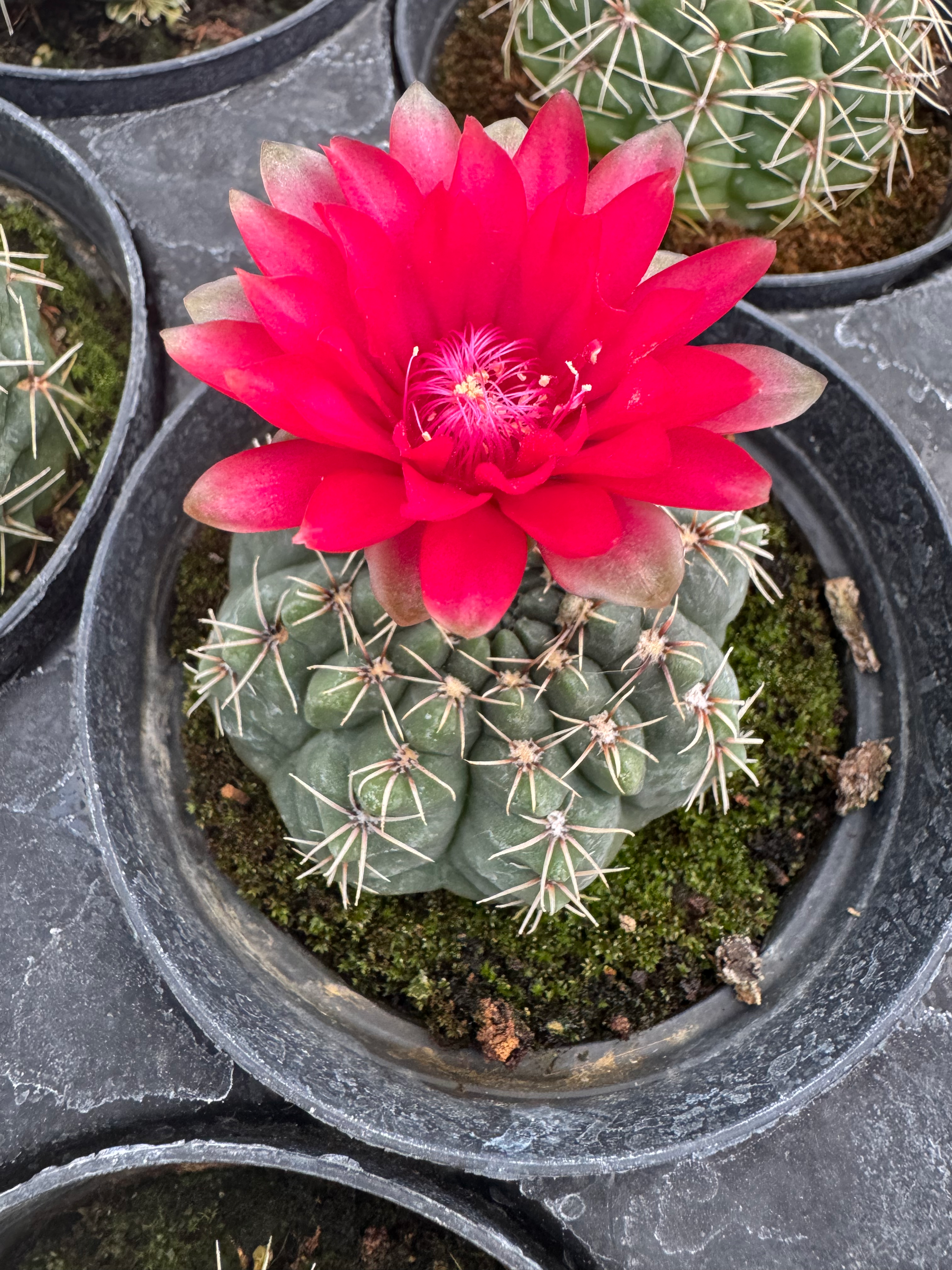 4” gymnocalycium baldianum