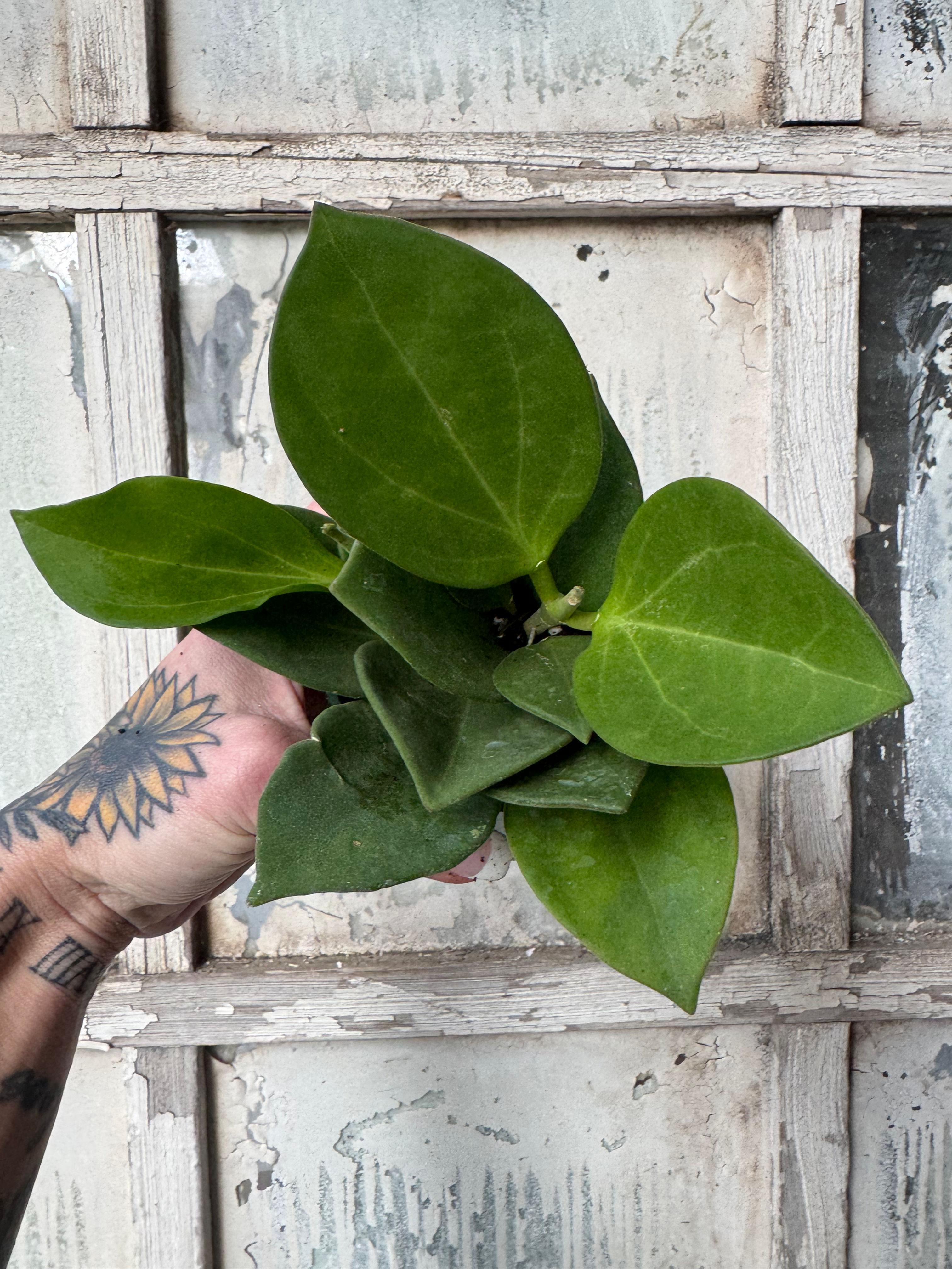 4” Hoya Pachyclada