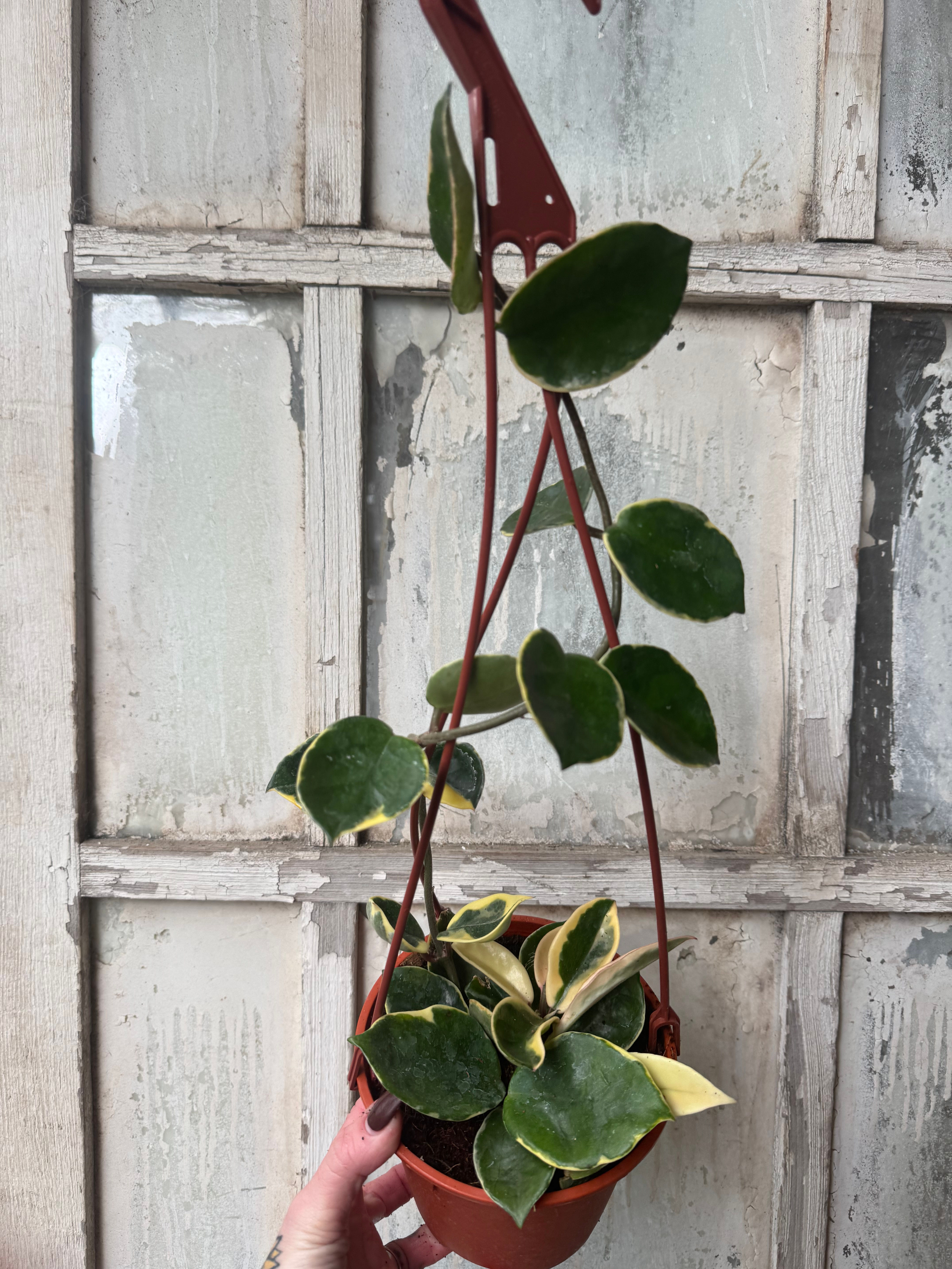 6” Hoya Carnosa Albomarginata trailing 