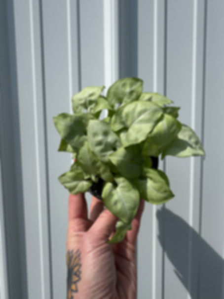 4” Syngonium Moonshine 