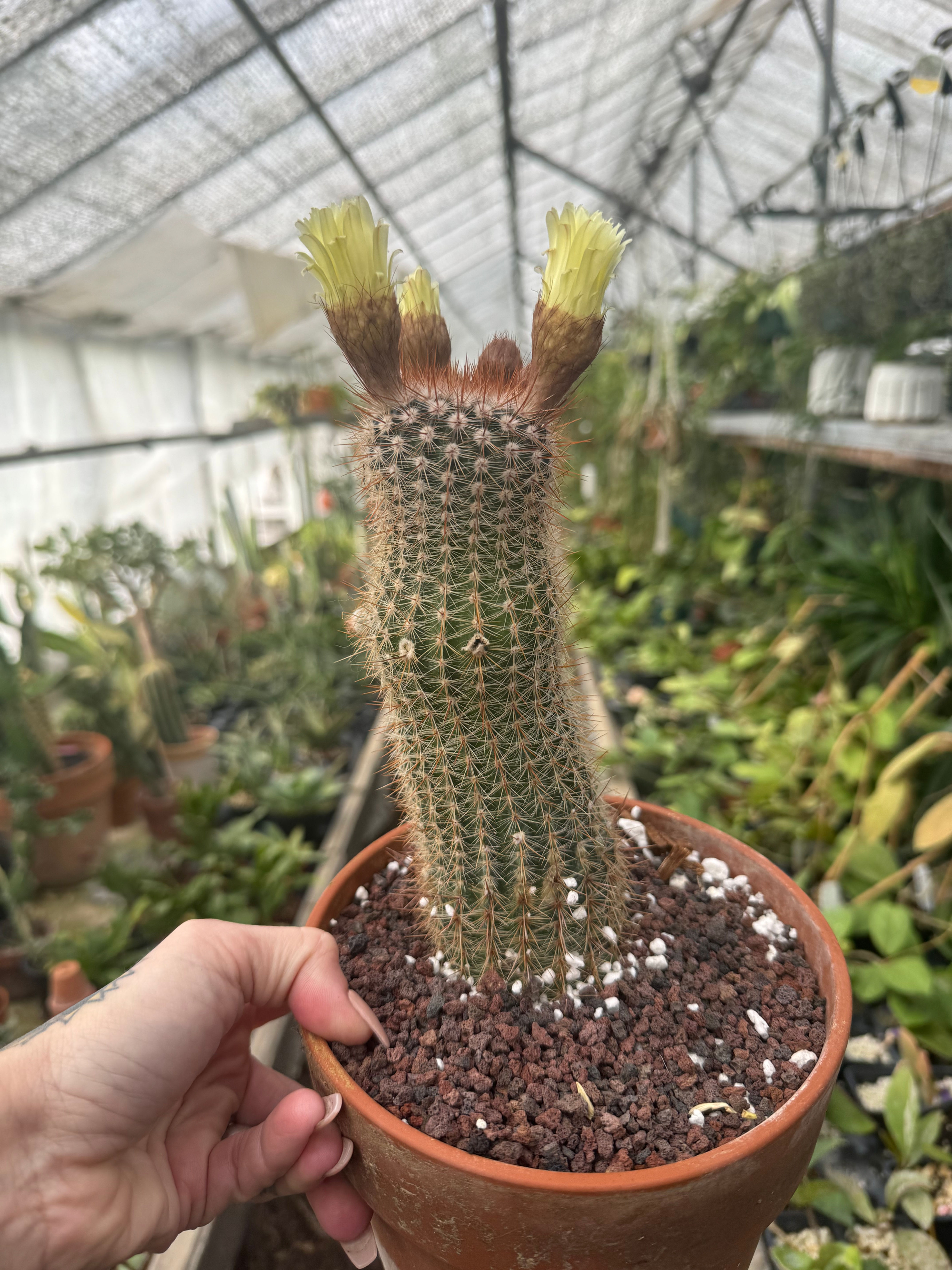 Parodia mammulosus 8” tall above soil