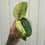 Thumbnail: Scindapsus Silver Dark Cloud variegated 