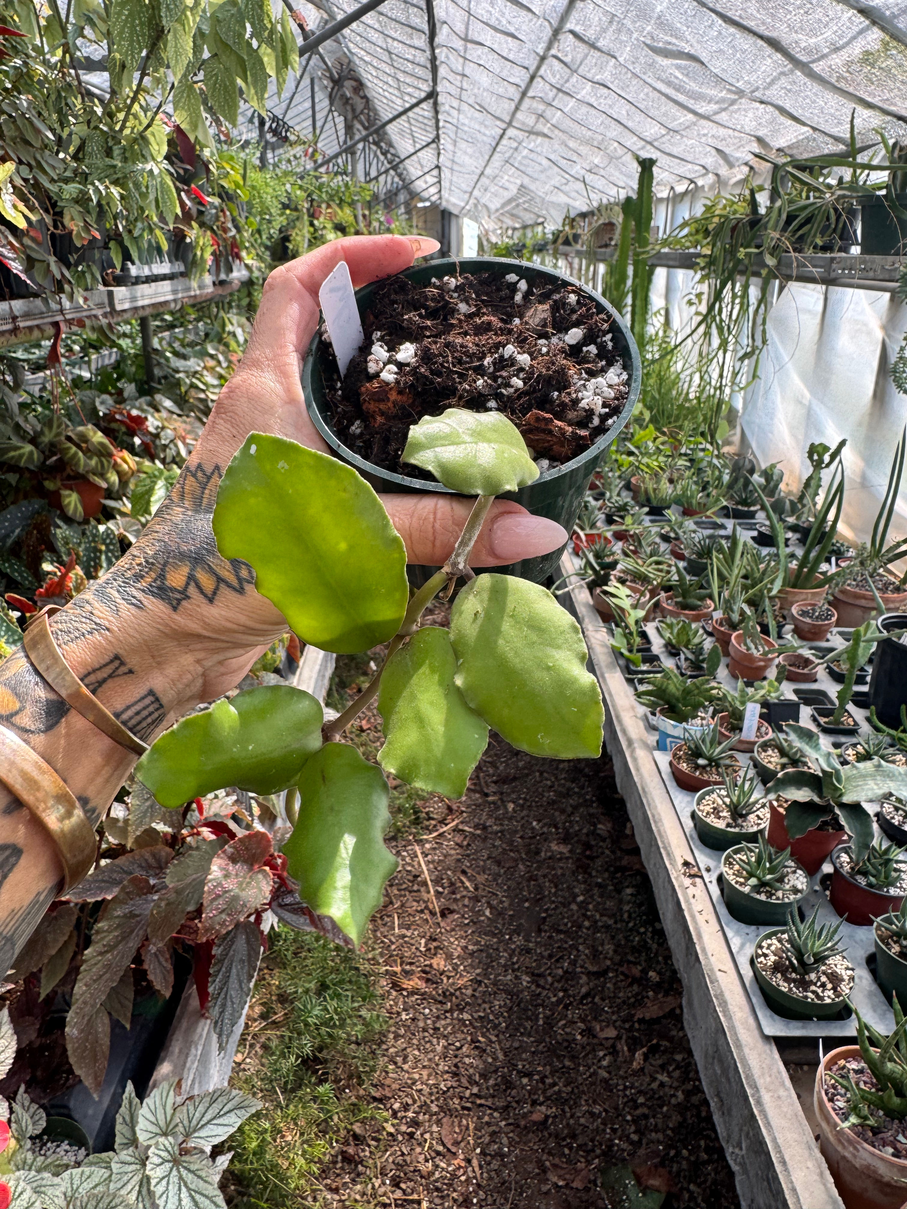 Hoya Waymaniae 