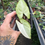 Thumbnail: Syngonium Butterfly Variegated 