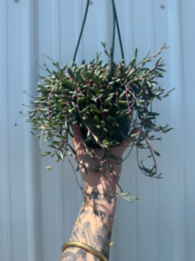 6” Senecio ‘Ruby Necklace’