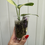 Thumbnail: Scindapsus Silver Dark Cloud variegated 