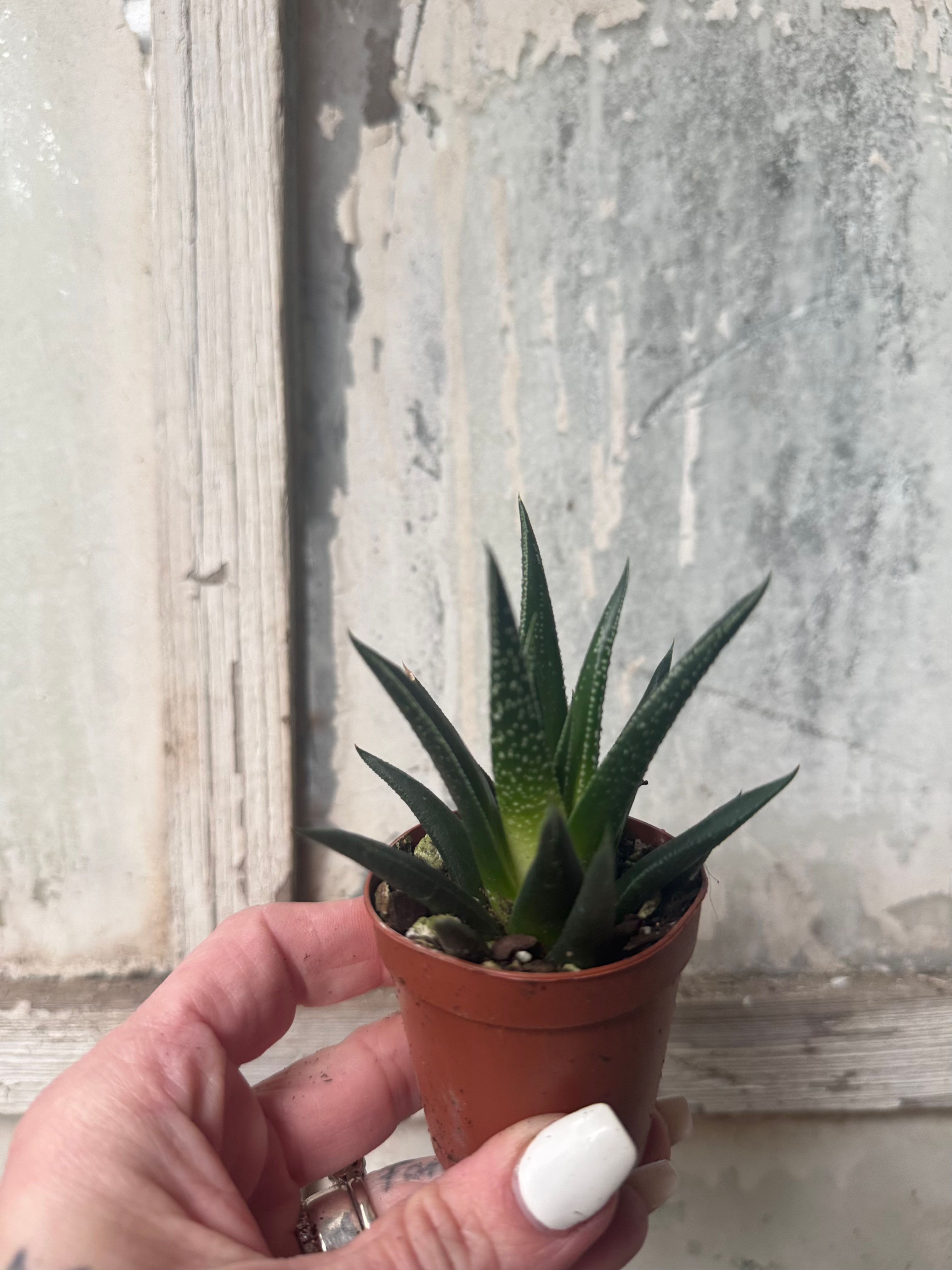 3” Assorted Haworthia 