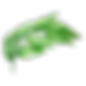 Листья 1