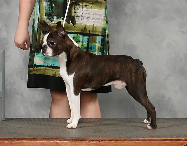 Boston Terrier dog standing with handler at show, QuinneysBoxers.