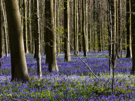 May 2026 Energy Forecast: Embracing Change, Freedom and Emotional Awakening
