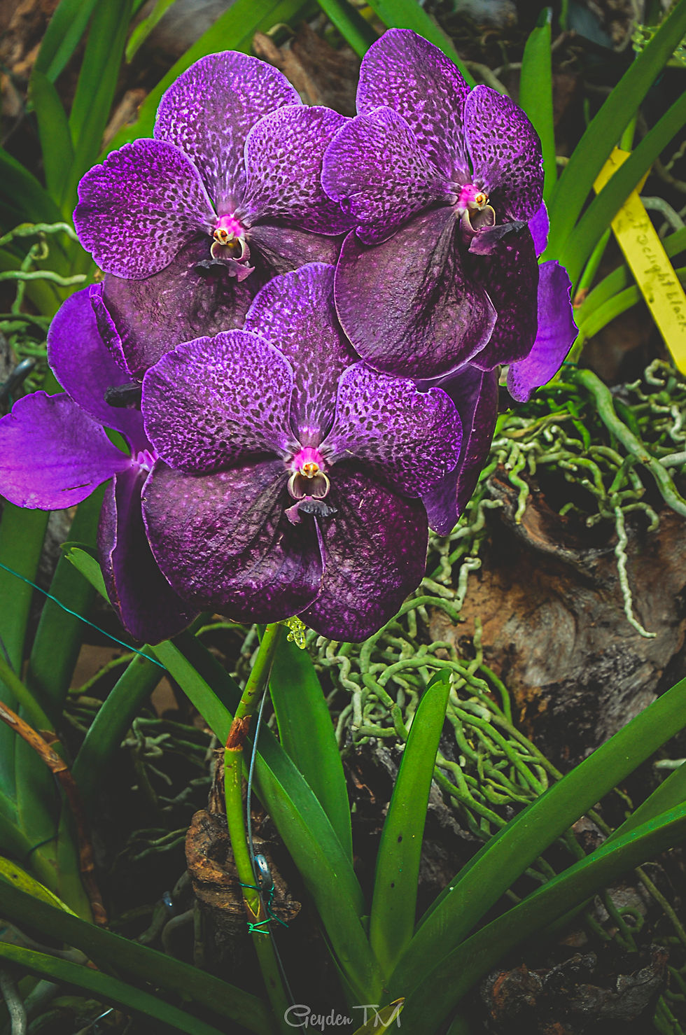 _DSC0584