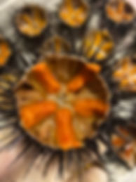 orfozseaurchin.jpeg