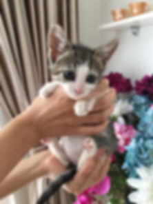 kedi sahiplendirme ilanları