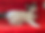 ücretsiz kedi sahiplendirme ilanları arasında üçüncü sıradaki ikon