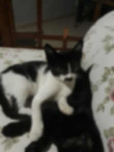 kedi sahiplendirme ilanları