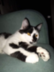 kedi sahiplendirme ilanları