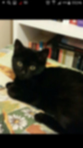 kedi sahiplendirme ilanları