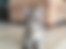 sahiplendirme için kedi ilanlari gösteren ikinci küçük fotoğraf