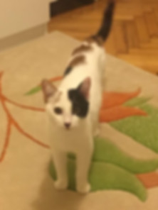 kedi sahiplendirme ilanları