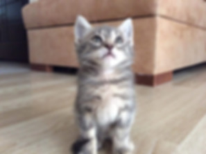 kedi sahiplendirme ilanları