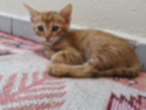 kedi sahiplendirme ilanları