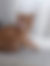 sahiplendirme için kedi ilanlari gösteren ikinci küçük fotoğraf
