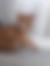 sahiplendirme için kedi ilanlari gösteren ikinci küçük fotoğraf
