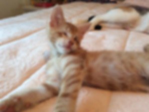 kedi sahiplendirme ilanları