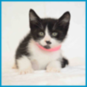 kedi sahiplendirme ilanları