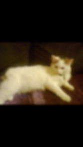 kedi sahiplendirme ilanları